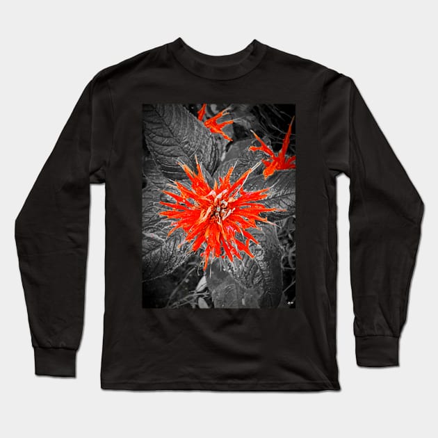 Monarda Bee Balm Flower Long Sleeve T-Shirt by danieljanda